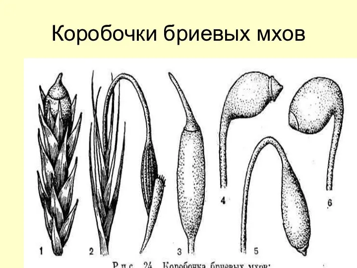 Коробочки бриевых мхов