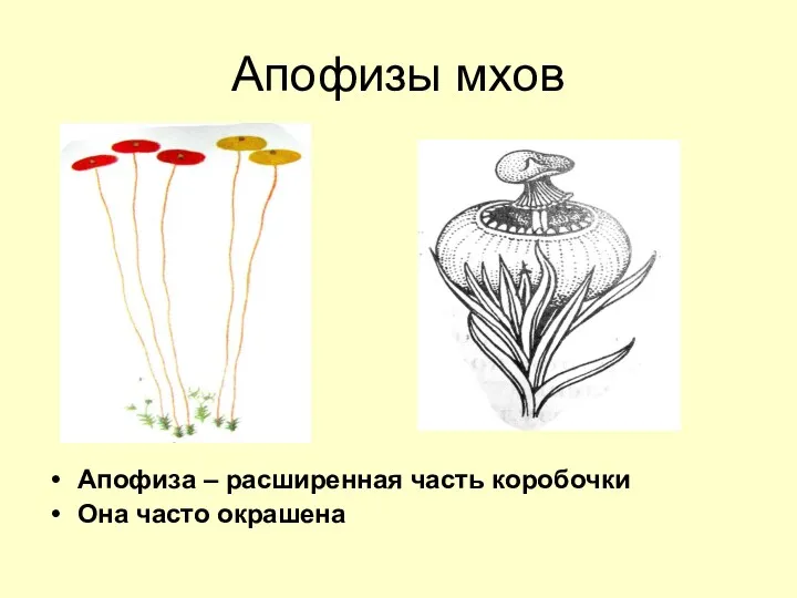 Апофизы мхов Апофиза – расширенная часть коробочки Она часто окрашена