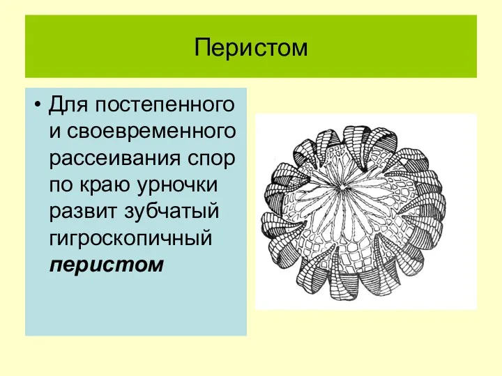 Перистом Для постепенного и своевременного рассеивания спор по краю урночки развит зубчатый гигроскопичный перистом