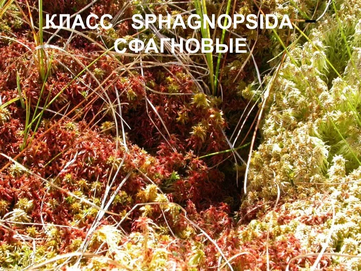 КЛАСС SPHAGNOPSIDA − СФАГНОВЫЕ