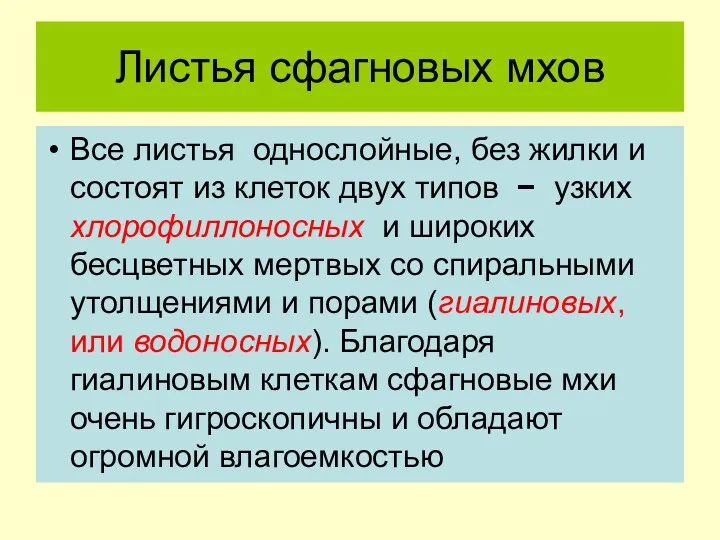 Листья сфагновых мхов Все листья однослойные, без жилки и состоят