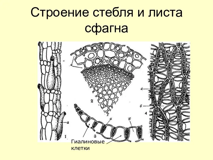 Строение стебля и листа сфагна Гиалиновые клетки