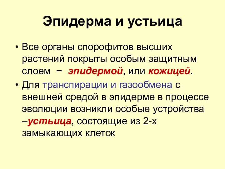 Эпидерма и устьица Все органы спорофитов высших растений покрыты особым