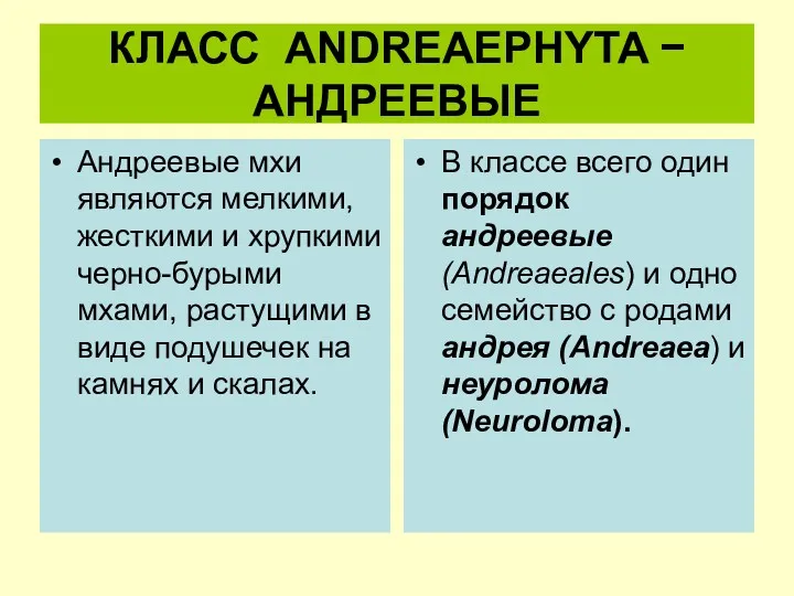 КЛАСС ANDREAEPHYTA − АНДРЕЕВЫЕ Андреевые мхи являются мелкими, жесткими и