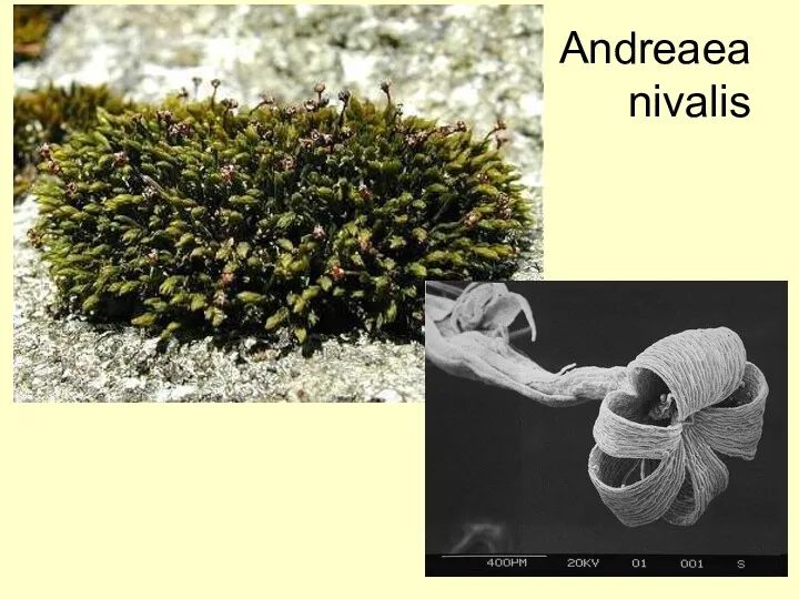 Andreaea nivalis