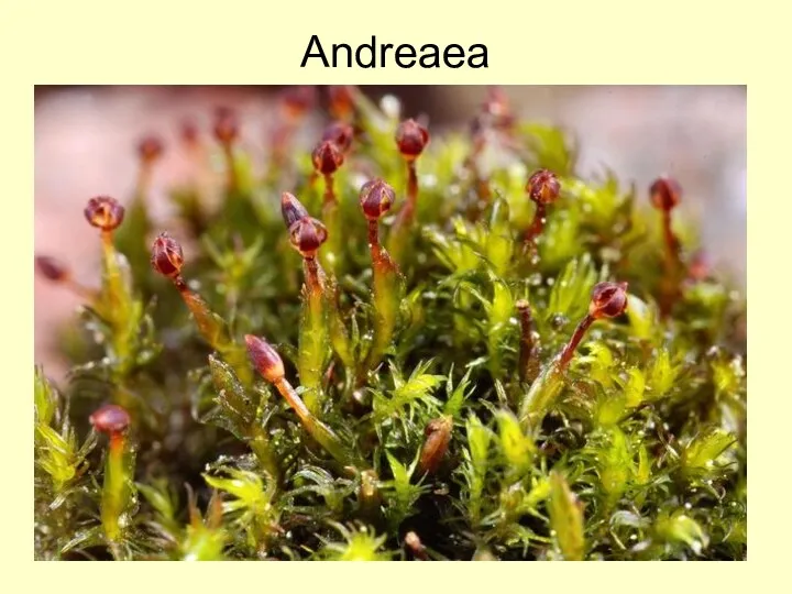 Andreaea