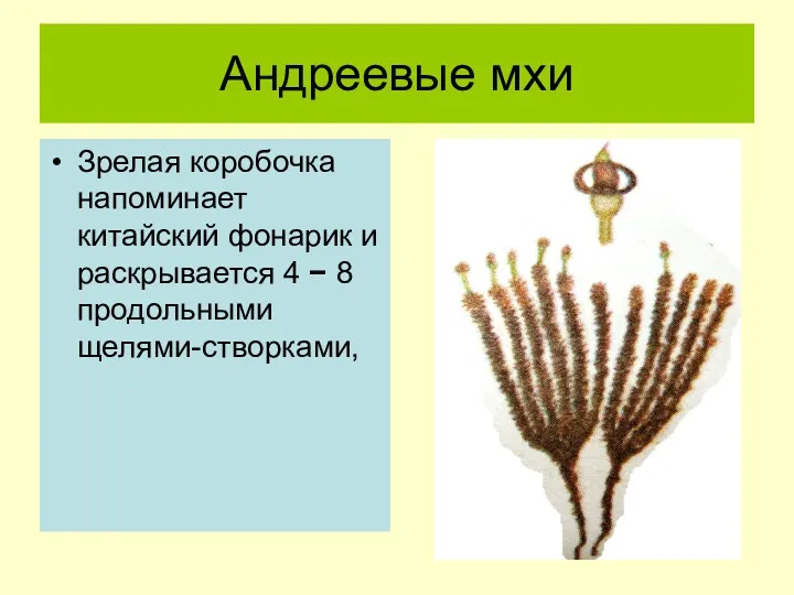 Андреевые мхи Зрелая коробочка напоминает китайский фонарик и раскрывается 4 − 8 продольными щелями-створками,