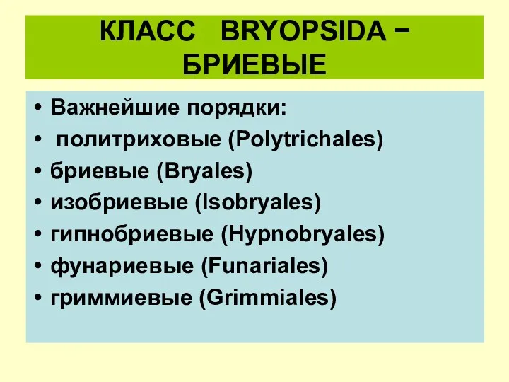 КЛАСС BRYOPSIDA − БРИЕВЫЕ Важнейшие порядки: политриховые (Polytrichales) бриевые (Bryales)