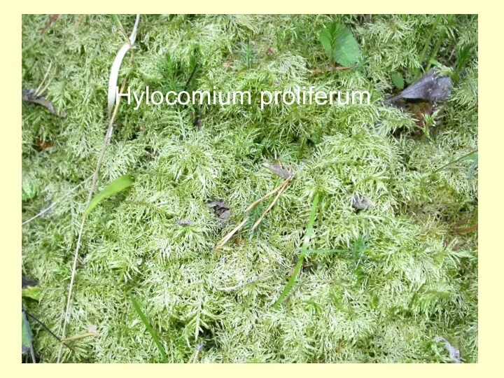 Hylocomium proliferum