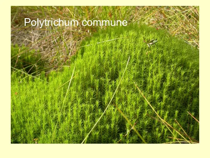 Polytrichum commune