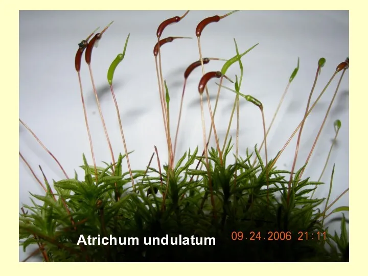 Atrichum undulatum