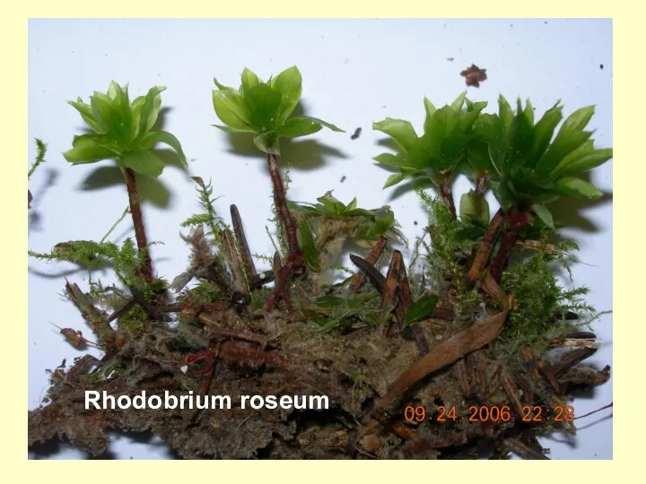 Rhodobrium roseum