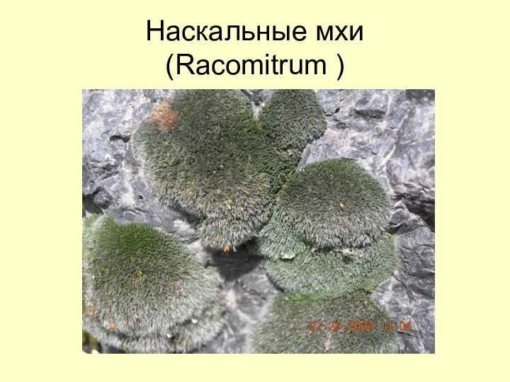 Наскальные мхи (Racomitrum )