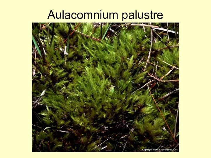 Aulacomnium palustre