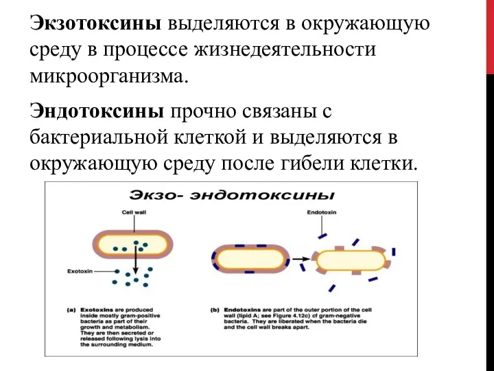 Экзотоксины выделяются в окружающую среду в процессе жизнедеятельности микроорганизма. Эндотоксины