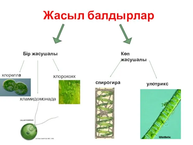 Жасыл балдырлар Бір жасушалы Көп жасушалы хлорелла хламидомонада хлорококк спирогира улотрикс