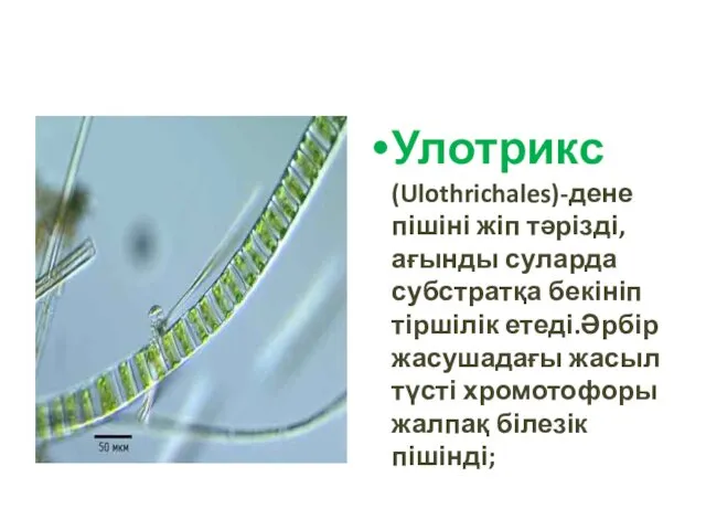 Улотрикс (Ulothrichales)-дене пішіні жіп тәрізді, ағынды суларда субстратқа бекініп тіршілік