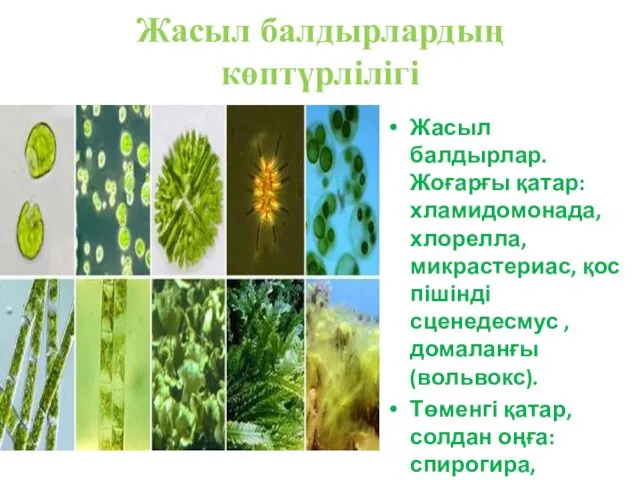 Жасыл балдырлардың көптүрлілігі Жасыл балдырлар. Жоғарғы қатар: хламидомонада, хлорелла, микрастериас,