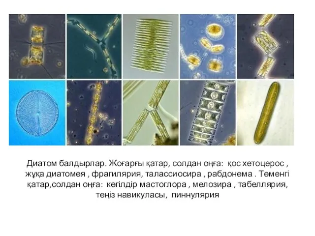 Диатом балдырлар. Жоғарғы қатар, солдан оңға: қос хетоцерос , жұқа