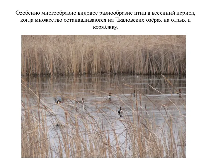 Особенно многообразно видовое разнообразие птиц в весенний период, когда множество останавливаются на Чкаловских