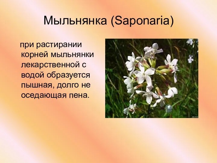 Мыльнянка (Saponaria) при растирании корней мыльнянки лекарственной с водой образуется пышная, долго не оседающая пена.