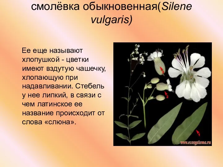 смолёвка обыкновенная(Silene vulgaris) Ее еще называют хлопушкой - цветки имеют