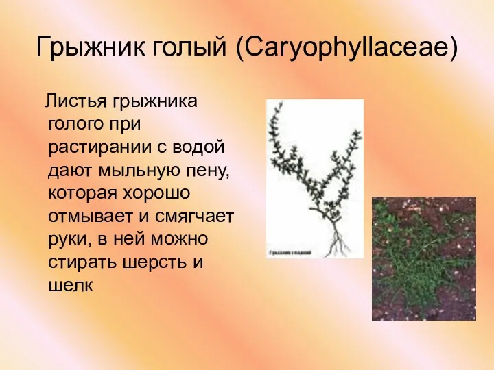 Грыжник голый (Caryophyllaceae) Листья грыжника голого при растирании с водой