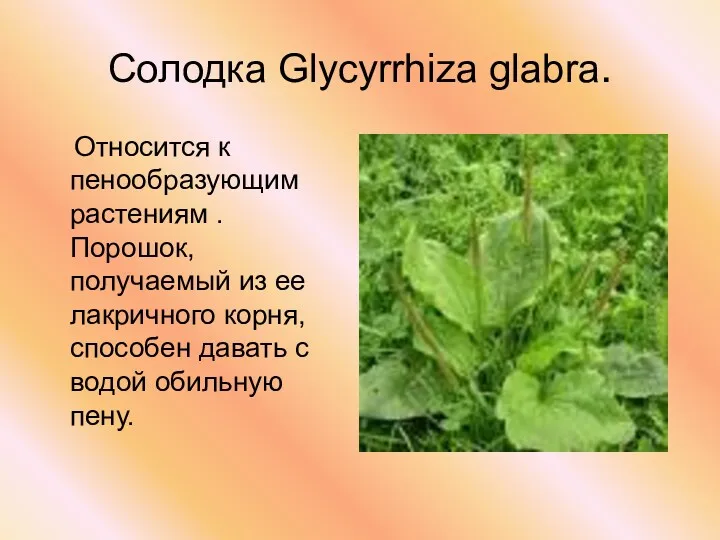 Солодка Glycyrrhiza glabra. Относится к пенообразующим растениям . Порошок, получаемый