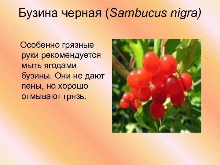 Бузина черная (Sambucus nigra) Особенно грязные руки рекомендуется мыть ягодами