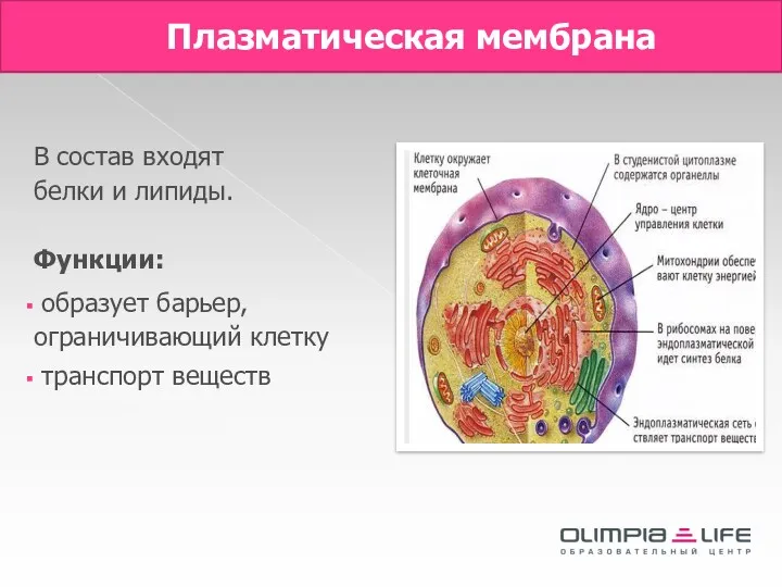 Плазматическая мембрана В состав входят белки и липиды. Функции: образует барьер, ограничивающий клетку транспорт веществ