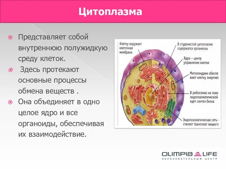 Цитоплазма Представляет собой внутреннюю полужидкую среду клеток. Здесь протекают основные