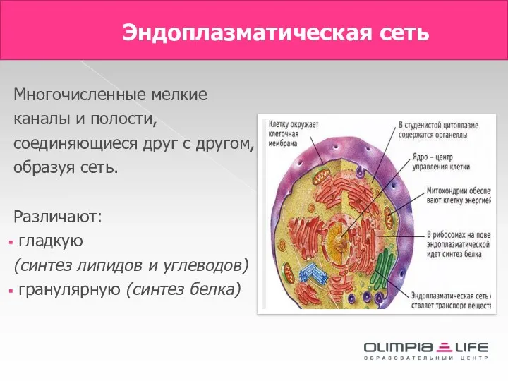 Эндоплазматическая сеть Многочисленные мелкие каналы и полости, соединяющиеся друг с