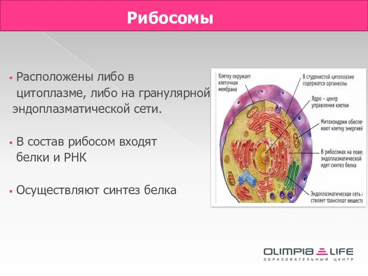 Рибосомы Расположены либо в цитоплазме, либо на гранулярной эндоплазматической сети.