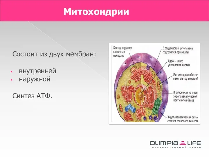 Митохондрии Состоит из двух мембран: внутренней наружной Синтез АТФ.