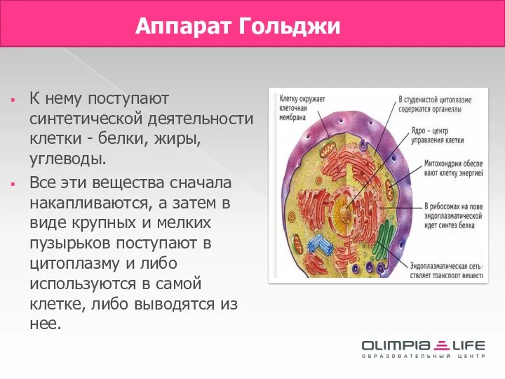 Аппарат Гольджи К нему поступают синтетической деятельности клетки - белки,