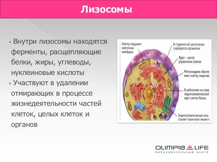 Лизосомы Внутри лизосомы находятся ферменты, расщепляющие белки, жиры, углеводы, нуклеиновые