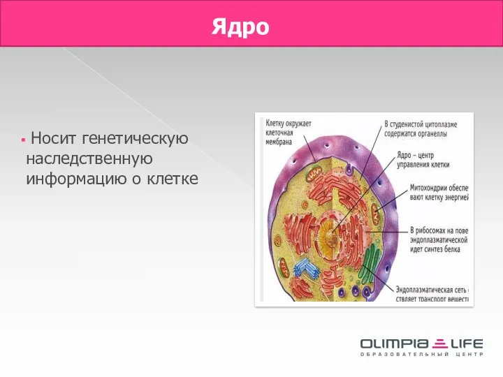 Ядро Носит генетическую наследственную информацию о клетке