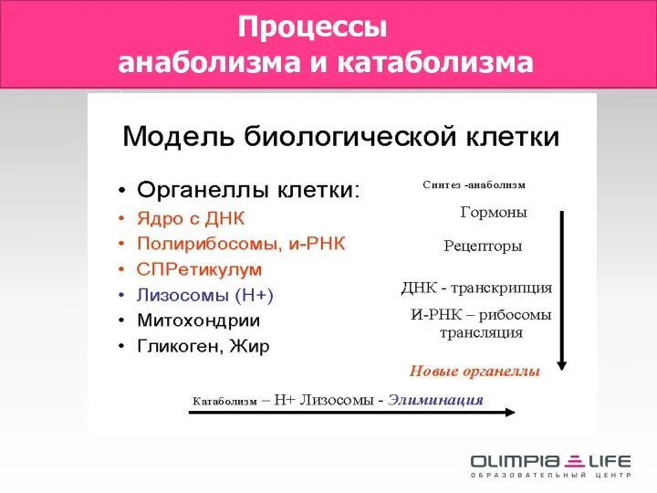 Процессы анаболизма и катаболизма