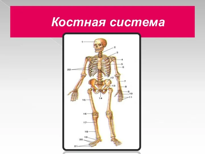 Костная система