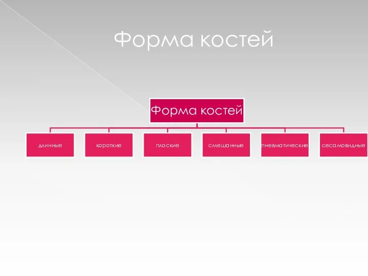 Форма костей