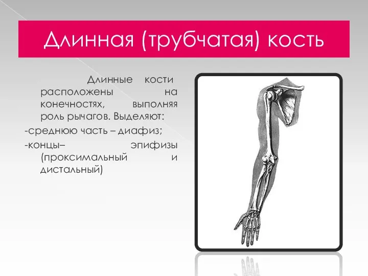 Длинная (трубчатая) кость Длинные кости расположены на конечностях, выполняя роль