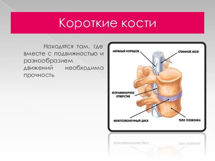 Короткие кости Находятся там, где вместе с подвижностью и разнообразием движений необходима прочность