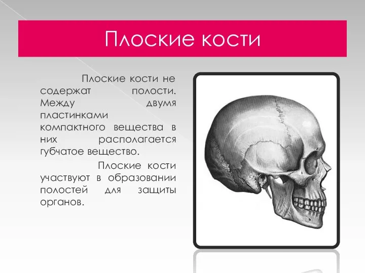 Плоские кости Плоские кости не содержат полости. Между двумя пластинками