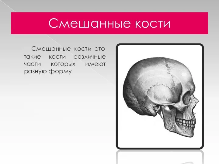 Смешанные кости Смешанные кости это такие кости различные части которых имеют разную форму