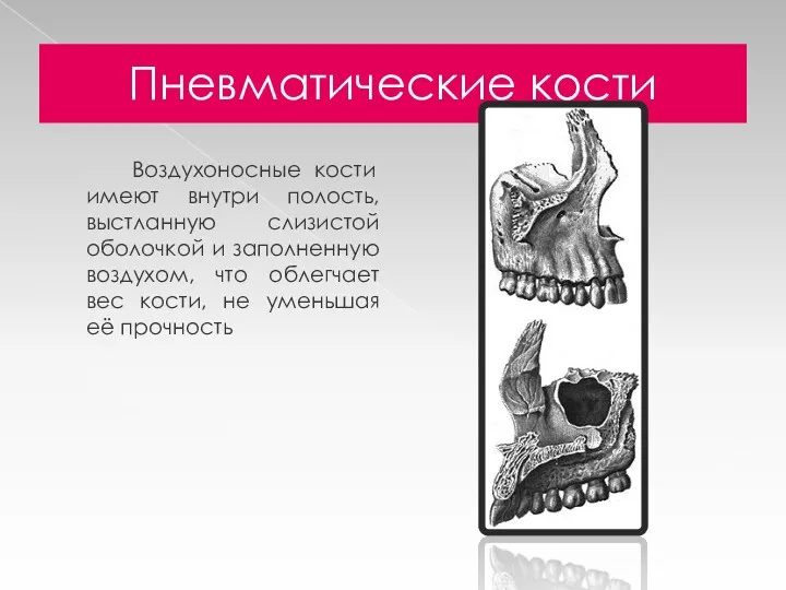 Пневматические кости Воздухоносные кости имеют внутри полость, выстланную слизистой оболочкой