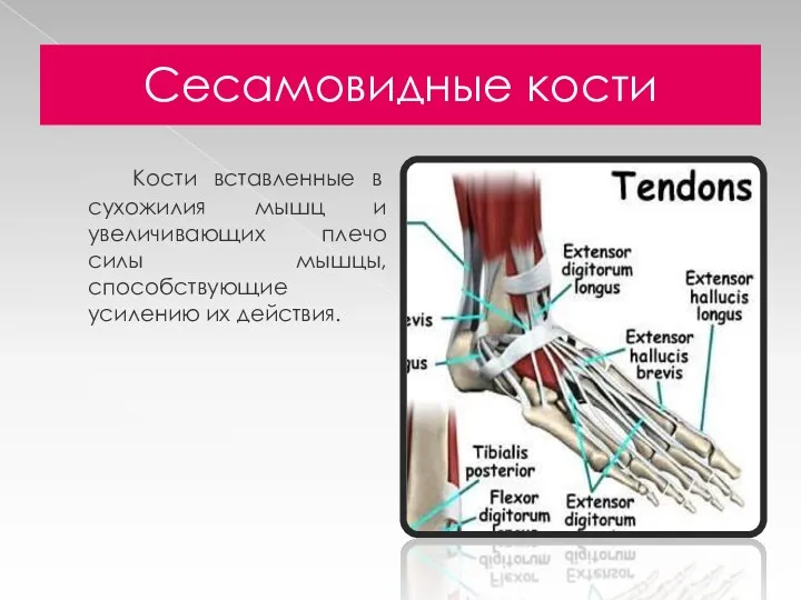 Сесамовидные кости Кости вставленные в сухожилия мышц и увеличивающих плечо силы мышцы, способствующие усилению их действия.