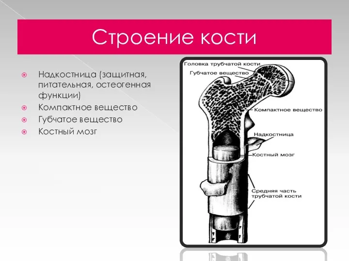 Строение кости Надкостница (защитная, питательная, остеогенная функции) Компактное вещество Губчатое вещество Костный мозг