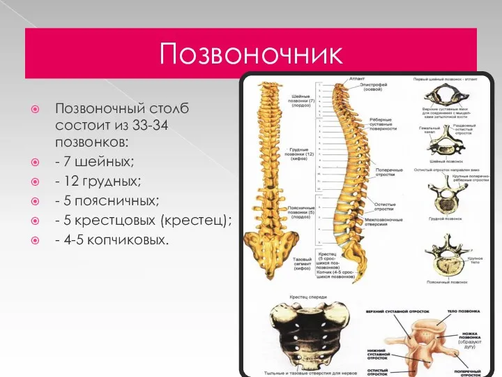 Позвоночник Позвоночный столб состоит из 33-34 позвонков: - 7 шейных;