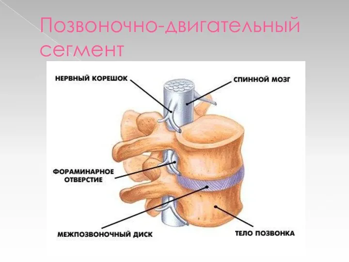 Позвоночно-двигательный сегмент