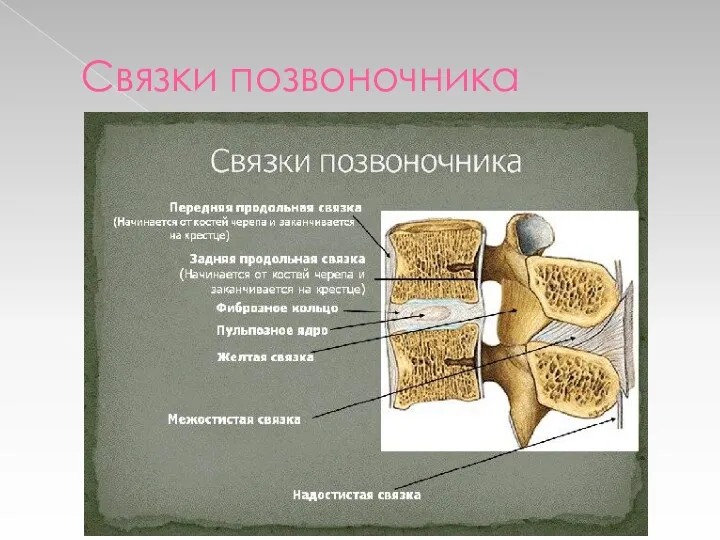 Связки позвоночника